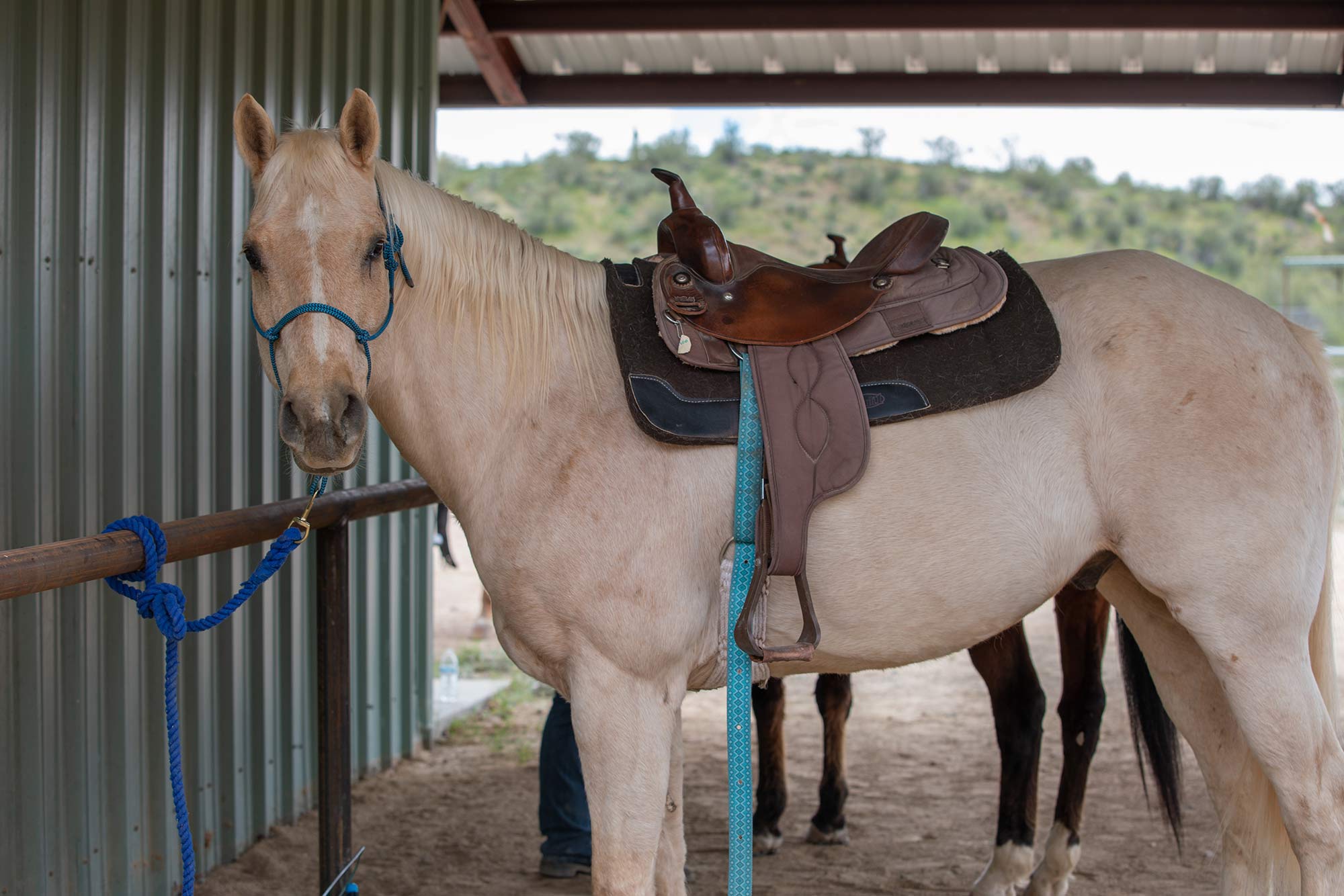 Equine therapy at Meadows Adolescent Center