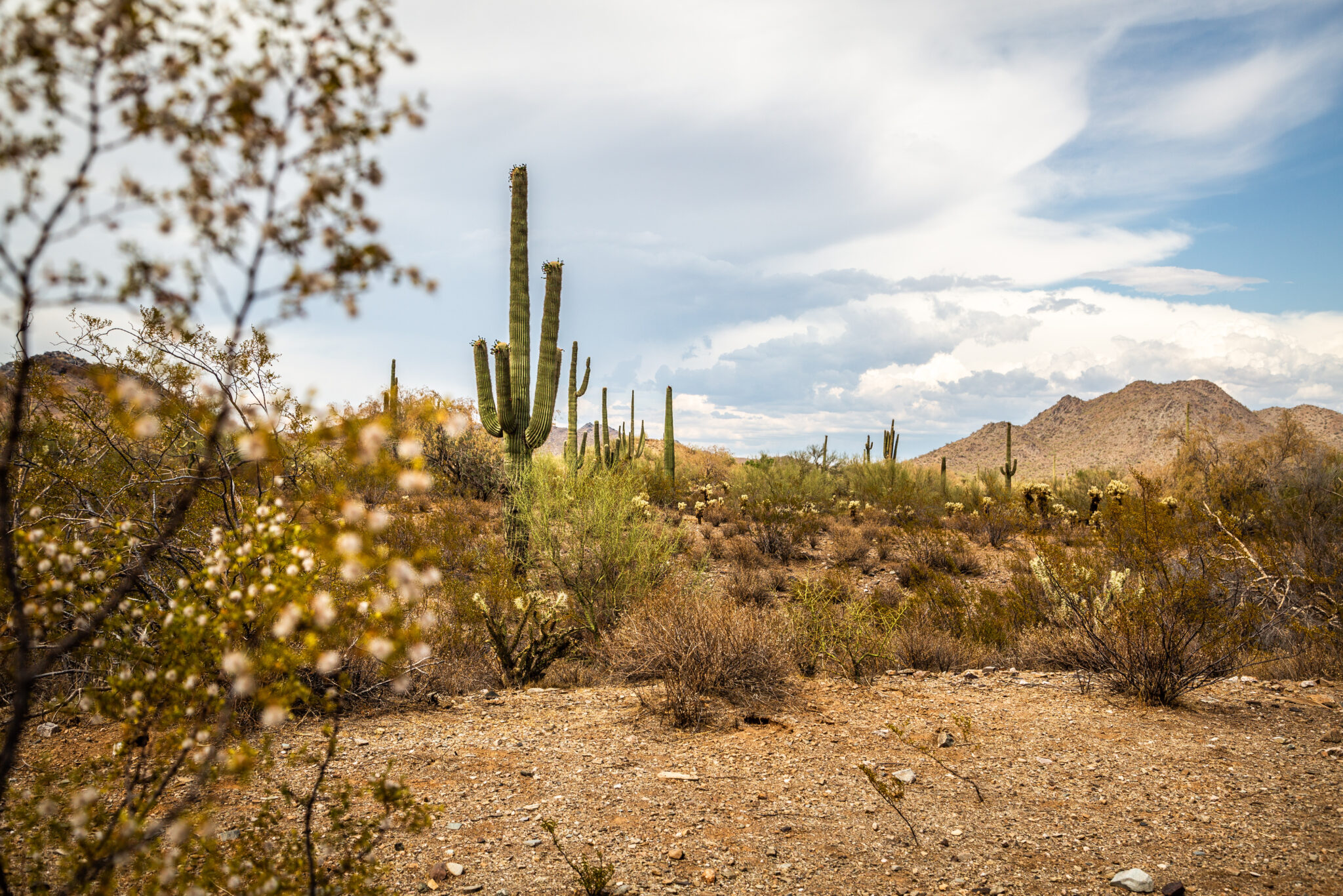What is Brain Mapping Therapy and - Cta Cactus Background 2048x1366