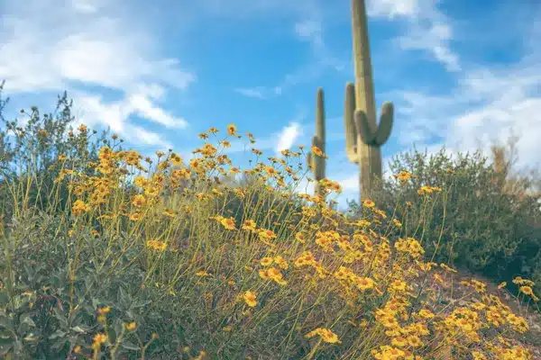 Yellow flowers in the desert